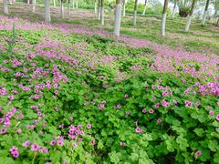 -汉长安城未央宫国家考古遗址公园