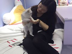 -喵的天空名猫咖啡馆·撸猫·猫舍·用品