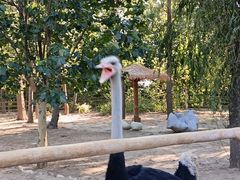 -大连森林动物园