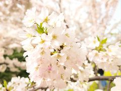 -古柏渡丰乐樱花园