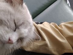 -安格丽娜·狗咖·猫咖羊驼咖(春熙路百盛商场店)