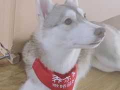 -Husky Go! 哈士奇体验馆·宠物咖啡厅狗咖