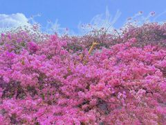 -深圳仙湖植物园