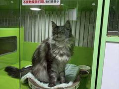 -唐小姐の猫狗洗护·购宠旗舰店(周浦万达店)
