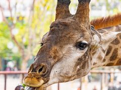 -灵玲国际马戏城