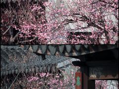 -艺圃