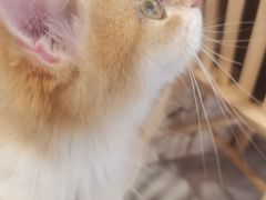 -楼上猫咖(罗湖店)