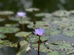 -上海植物园-4号门售票处