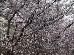 -樱花山风景区