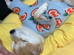 -逗柴咖啡屋·狗咖猫咖宠物桌游