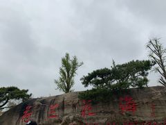 -荷兰花海