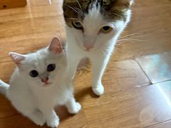 -关爱动物医院·心脏·中兽医·异宠(金牛路分院)