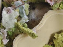 -青石桥花鸟鱼虫市场(叠翠城店)