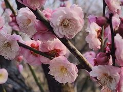 -上海滨江森林公园