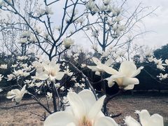 -顾村公园
