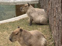 -鄂尔多斯野生动物园