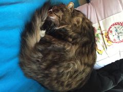 iphone_upload_pic-Anne猫窝咖啡屋