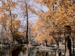 -金塔沙漠胡杨林景区