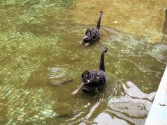 -呀路古热带植物园