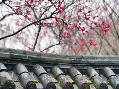 -重庆彩云湖湿地公园