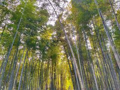 -树山生态村