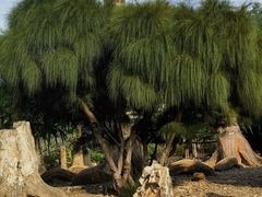 -深圳仙湖植物园