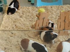 -怪兽屋·羊驼·猫咖·狗咖(俊华广场店)