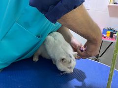 -佳雯宠物医院(金华南路分院)