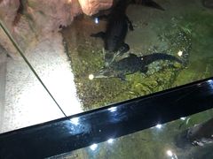 -迪拜水族馆及水下动物园