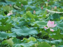 -福建鲤鱼洲酒店