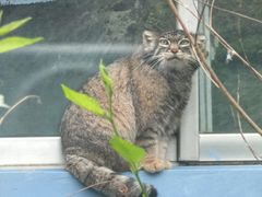 -青藏高原野生动物园