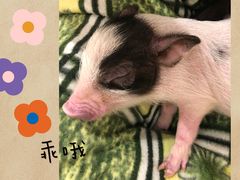 -浣熊柯尔鸭土拨鼠·电玩咖