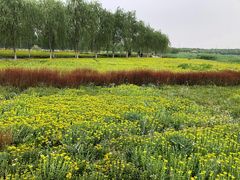 -西青郊野公园