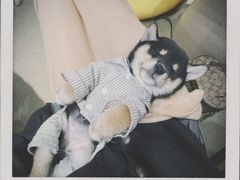 -逗柴咖啡屋·狗咖猫咖宠物桌游
