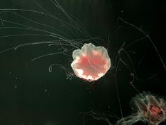 -欢乐海岸海洋奇梦馆
