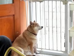 -是阿柴呀！柴犬咖啡·爱喵喵猫咖