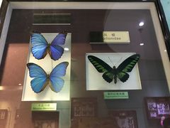 -上海昆虫博物馆
