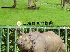-上海野生动物园