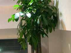 -77号·蒸海鲜青岛菜(积米崖店)