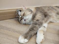 -酷豆宠物咖啡·宠物美食·撸猫馆