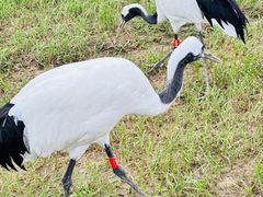 -盐城丹顶鹤湿地生态旅游区