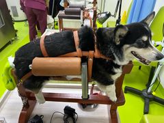 -美联众合动物医院·24h转诊中心