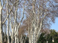 -武汉大学校门牌坊