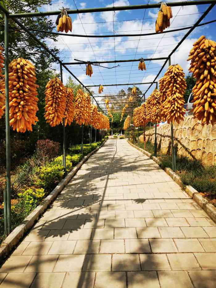 水井湾生态园-"又发掘了一家农家乐,在安宁县街,跟着导航.