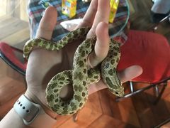 -抱暴龙爬宠·异宠·撸宠撸爬主题馆(大学路店)