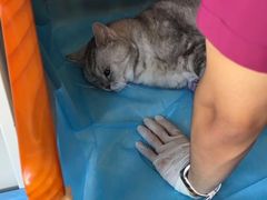 -北京观赏动物医院·24小时大型综合·猫专科·异宠专科