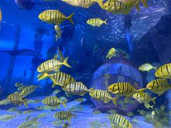 -太平洋海底世界