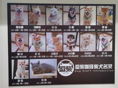 -逗柴咖啡屋·狗咖猫咖宠物桌游