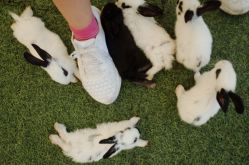 -萌宠亲子动物乐园(槐房万达店)