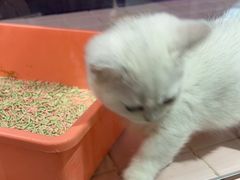 -FAELING PETS美天灵宠物(富力广场店)